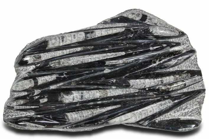 Polished Fossil Orthoceras (Cephalopod) Plate - Morocco #359626